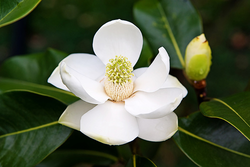 Evergreen magnolia